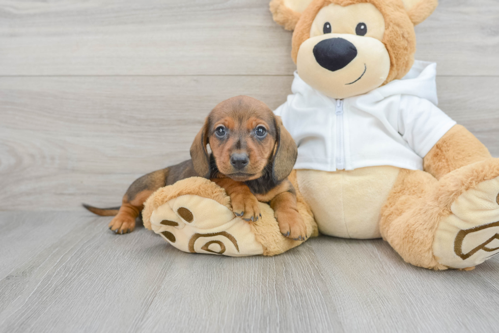 Dachshund Puppy for Adoption