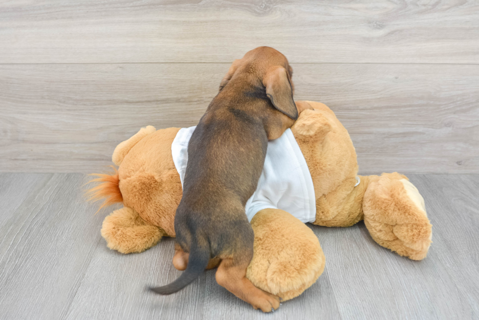 Best Dachshund Baby