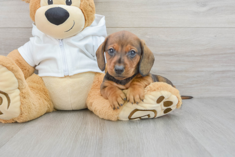 Cute Dachshund Baby