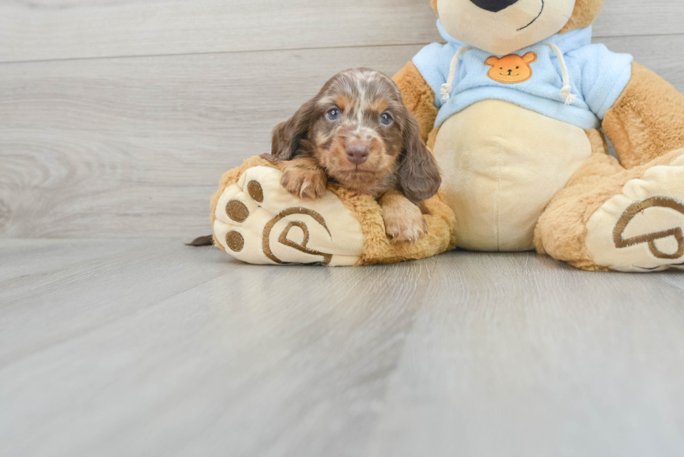 Cute Dachshund Baby