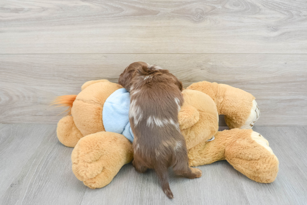 Best Dachshund Baby