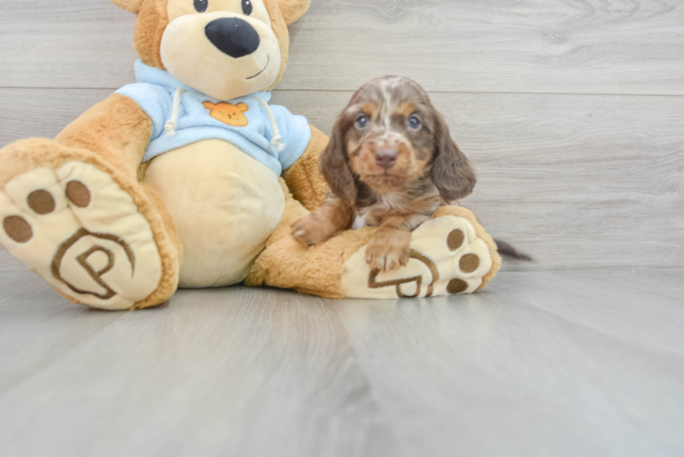 Meet Anakin - our Dachshund Puppy Photo 1/3 - Puppy Love PR Cute Dachshund Purebred Pup