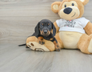 6 week old Dachshund Puppy For Sale - Puppy Love PR