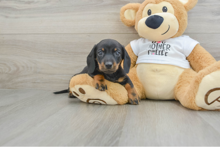 Meet Anakin - our Dachshund Puppy Photo 1/3 - Puppy Love PR Cute Dachshund Baby