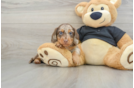 Cute Dachshund Purebred Pup