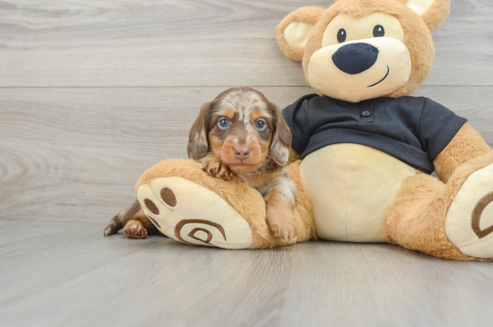 5 week old Dachshund Puppy For Sale - Puppy Love PR