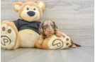 Cute Dachshund Purebred Pup