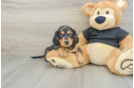 Cute Dachshund Baby