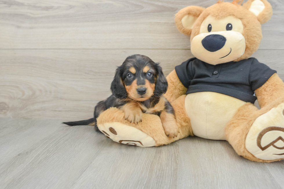 Cute Dachshund Baby