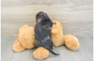 Dachshund Pup Being Cute