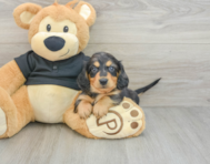 6 week old Dachshund Puppy For Sale - Puppy Love PR