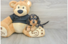 Dachshund Pup Being Cute