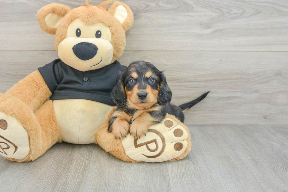 Dachshund Pup Being Cute