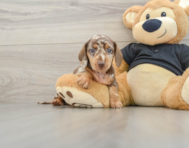 5 week old Dachshund Puppy For Sale - Puppy Love PR