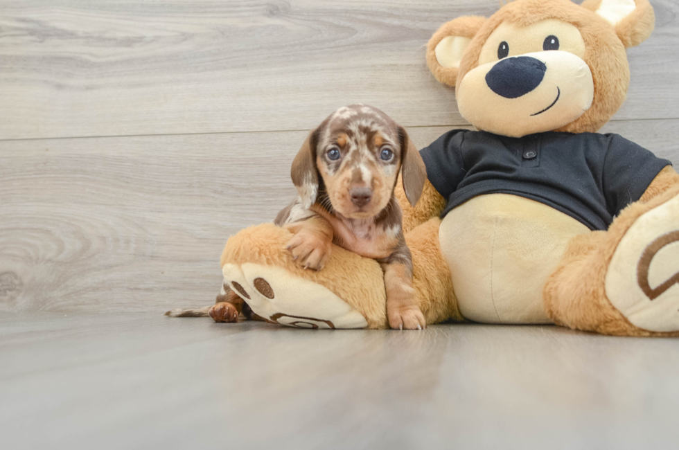 5 week old Dachshund Puppy For Sale - Puppy Love PR