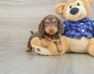 6 week old Dachshund Puppy For Sale - Puppy Love PR