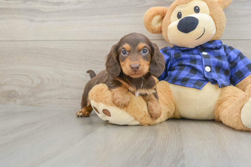 6 week old Dachshund Puppy For Sale - Puppy Love PR