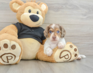 5 week old Dachshund Puppy For Sale - Puppy Love PR