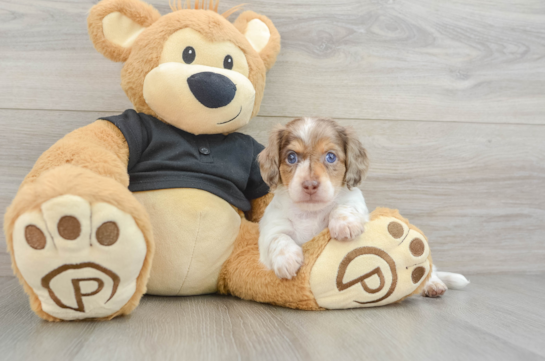 Best Dachshund Baby