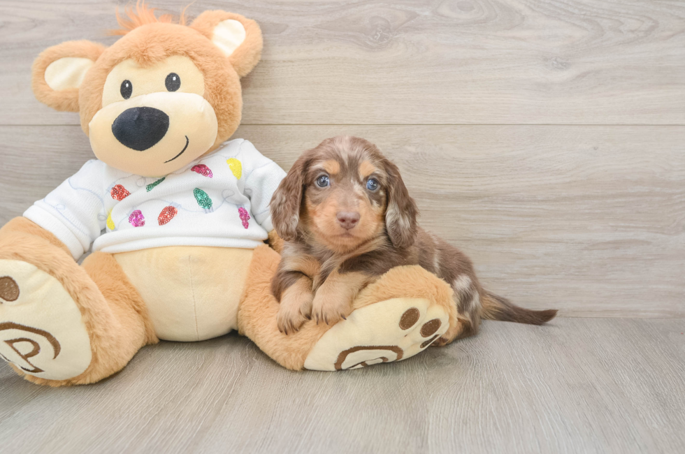 5 week old Dachshund Puppy For Sale - Puppy Love PR