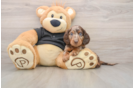 Dachshund Puppy for Adoption