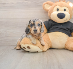 5 week old Dachshund Puppy For Sale - Puppy Love PR