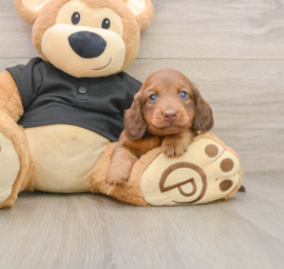 5 week old Dachshund Puppy For Sale - Puppy Love PR