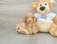 6 week old Dachshund Puppy For Sale - Puppy Love PR