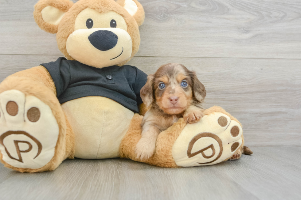 Dachshund Pup Being Cute