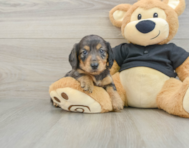 5 week old Dachshund Puppy For Sale - Puppy Love PR
