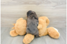 Dachshund Pup Being Cute