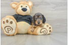 Cute Doxie Purebred Puppy