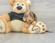 5 week old Dachshund Puppy For Sale - Puppy Love PR