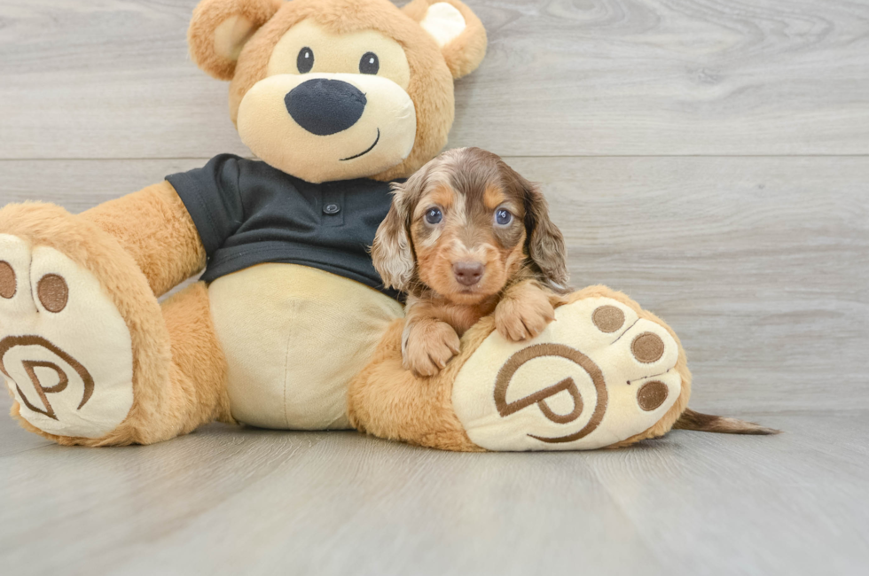 5 week old Dachshund Puppy For Sale - Puppy Love PR