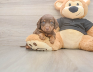 6 week old Dachshund Puppy For Sale - Puppy Love PR