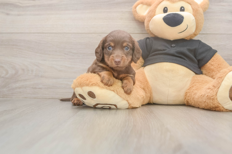 6 week old Dachshund Puppy For Sale - Puppy Love PR
