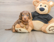6 week old Dachshund Puppy For Sale - Puppy Love PR