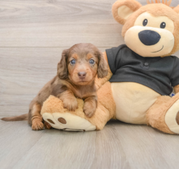 7 week old Dachshund Puppy For Sale - Puppy Love PR