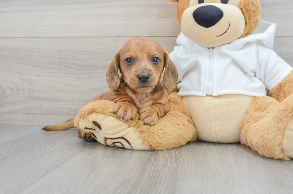 9 week old Dachshund Puppy For Sale - Puppy Love PR