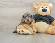 5 week old Dachshund Puppy For Sale - Puppy Love PR