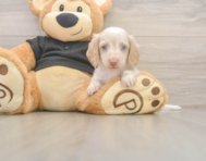 6 week old Dachshund Puppy For Sale - Puppy Love PR