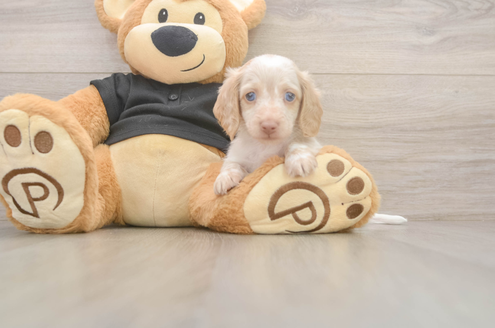 6 week old Dachshund Puppy For Sale - Puppy Love PR