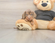 6 week old Dachshund Puppy For Sale - Puppy Love PR