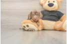 Cute Dachshund Baby