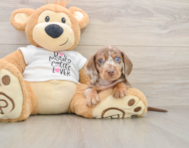 5 week old Dachshund Puppy For Sale - Puppy Love PR