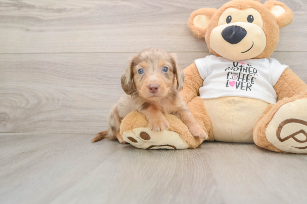 Dachshund Pup Being Cute