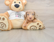 6 week old Dachshund Puppy For Sale - Puppy Love PR