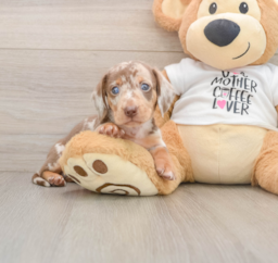 5 week old Dachshund Puppy For Sale - Puppy Love PR