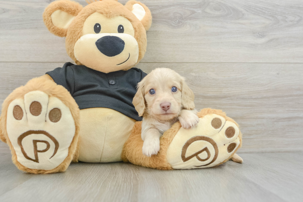 Dachshund Pup Being Cute