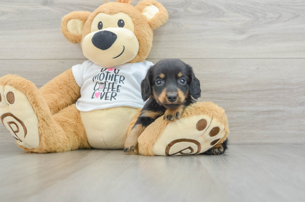 6 week old Dachshund Puppy For Sale - Puppy Love PR